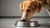How Long Can a Dog Eat Puppy Food? Understanding the Transition from Puppy to Adult Dog Food