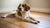 How Long Can a Dog Go Without Eating Food? Understanding Your Dog's Appetite and Health-140294521071