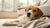 How Long Can a Dog Live Without Eating Food? A Comprehensive Guide for Pet Parents-140295209199