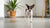 How Long Can Canned Dog Food Be Kept in Refrigerator: A Practical Guide for Pet Owners