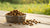 How Long Can Dry Dog Food Stay Out? Essential Guidelines for Pet Owners