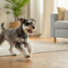 How Long Can Fresh Dog Food Be Left Out? A Comprehensive Guide for Pet Owners