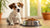 How Long Can I Feed My Dog Puppy Food? A Comprehensive Guide