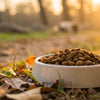 How Long Can I Leave Dry Dog Food Out? Essential Guidelines for Pet Owners