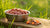 How Long Can Raw Dog Food Sit Out? Essential Guidelines for Pet Owners