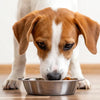 How Long Can You Feed a Dog Puppy Food? A Comprehensive Guide to Transitioning to Adult Food