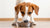 How Long Can You Feed a Dog Puppy Food? A Comprehensive Guide to Transitioning to Adult Food