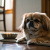 How Long Can You Freeze Dry Dog Food? A Comprehensive Guide for Pet Owners