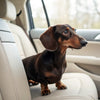 How Long Can You Leave Kibble Out? A Comprehensive Guide for Pet Owners