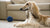 How Long Do Dehydrated Dog Treats Last? A Comprehensive Guide for Pet Parents
