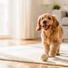 How Long Do Dog Biscuits Last Once Opened? Tips to Keep Treats Fresh and Safe for Your Pup