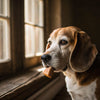 How Long Do Dog Calming Treats Take to Work? A Comprehensive Guide for Pet Owners