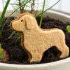 How Long Do Dog Cookies Last? A Comprehensive Guide for Pet Owners