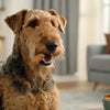 How Long Do Dog Treats Last? A Comprehensive Guide for Pet Owners