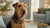 How Long Do Dog Treats Last? A Comprehensive Guide for Pet Owners