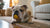 How Long Do Dog Treats Last After Expiration Date? Essential Insights for Pet Owners