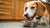 How Long Do Dogs Eat Puppy Food For? A Comprehensive Guide for Pet Owners