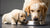 How Long Do Dogs Eat Puppy Food? Understanding the Transition to Adult Dog Food