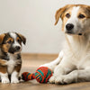 How Long Do Dogs Get Puppy Food? A Comprehensive Guide for Pet Owners