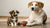 How Long Do Dogs Get Puppy Food? A Comprehensive Guide for Pet Owners