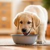 How Long Do Dogs Have to Eat Puppy Food? A Comprehensive Guide for Pet Owners