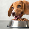 How Long Do Dogs Need to Eat Puppy Food? A Comprehensive Guide for Pet Owners