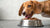 How Long Do Dogs Need to Eat Puppy Food? A Comprehensive Guide for Pet Owners