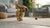 How Long Do Freeze Dried Dog Treats Last? A Complete Guide for Pet Parents