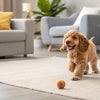 How Long Do Homemade Dog Treats Last? A Complete Guide for Pet Owners