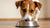 How Long Do I Feed Puppy Food to My Dog? Understanding the Transition to Adult Dog Food