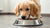 How Long Do I Give My Dog Puppy Food? Timing the Transition to Adult Nutrition