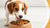 How Long Do I Give Puppy Food to My Dog? A Comprehensive Guide to Transitioning Your Pup to Adult Nutrition