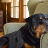 How Long Do Natural Dog Treats Last? A Comprehensive Guide for Pet Owners