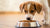 How Long Do You Feed a Dog Puppy Food? A Comprehensive Guide for Pet Owners