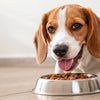 How Long Do You Give a Dog Puppy Food? A Comprehensive Guide for Pet Owners