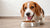 How Long Do You Give a Dog Puppy Food? A Comprehensive Guide for Pet Owners