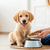 How Long Do You Give a Dog Puppy Food? Essential Guidance for Pet Owners