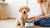 How Long Do You Give a Dog Puppy Food? Essential Guidance for Pet Owners