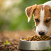 How Long Do You Give Dogs Puppy Food? A Comprehensive Guide