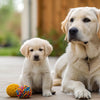 How Long Do You Give Puppy Food to Dogs? Understanding the Transition to Adult Nutrition