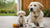 How Long Do You Give Puppy Food to Dogs? Understanding the Transition to Adult Nutrition