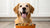 How Long Do You Keep a Dog on Puppy Food? A Comprehensive Guide for Pet Owners