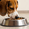 How Long Does a Dog Eat Puppy Food? Understanding the Transition to Adult Dog Food