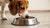 How Long Does a Dog Eat Puppy Food? Understanding the Transition to Adult Dog Food