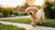 How Long Does a Dog Need Puppy Food? Understanding the Transition to Adult Dog Food