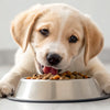 How Long Does a Dog Stay on Puppy Food? A Comprehensive Guide for Pet Parents