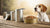 How Long Does Canned Dog Food Last? A Comprehensive Guide for Pet Owners