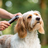 How Long Does Dog Grooming Take? Understanding the Time Commitment for Pet Owners