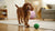 How Long Does Dog Kibble Last After Opening? Understanding Storage and Freshness