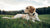 How Long Does It Take a Dog to Gain Weight: A Comprehensive Guide